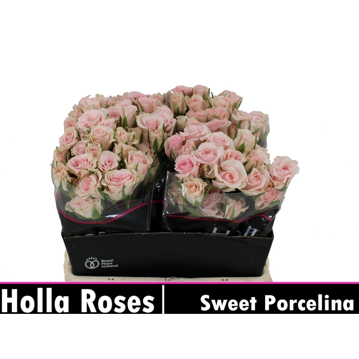 <h4>Sweet Porcelina</h4>