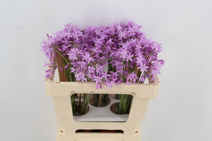 <h4>TULBAGHIA VIOLACEA</h4>