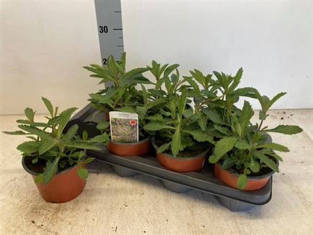<h4>Verbena Bonariensis</h4>