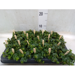 Sedum makinoi 'Tornado'
