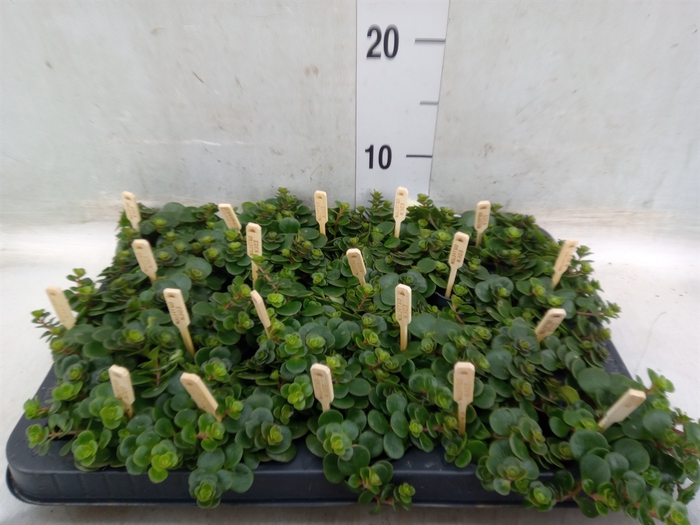 <h4>Sedum makinoi 'Tornado'</h4>
