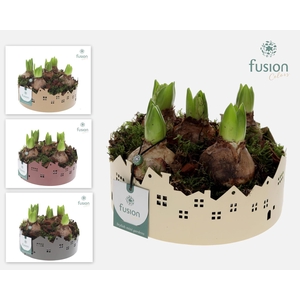 Zinken schaal Huisjes Medium Hyacinthus