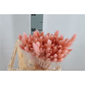 Dried Lagurus Bleached Peacht Bs