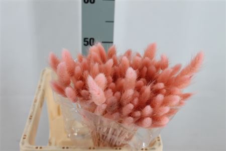 <h4>Dried Lagurus Bleached Peacht Bs</h4>
