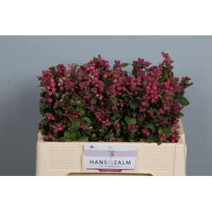 SYMPHO MAG RUBY FALL