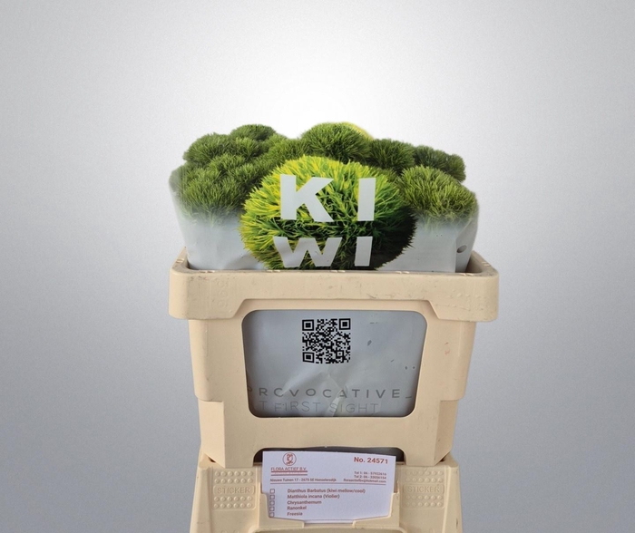 <h4>DI BARB KIWI MELLOW</h4>