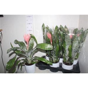 Aech Fas Primera Keramiek Wit