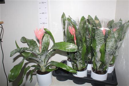 <h4>Aech Fas Primera Keramiek Wit</h4>