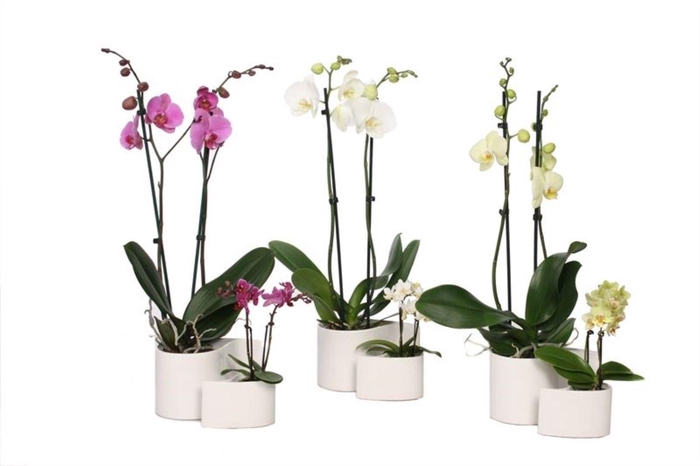 <h4>Yin Keramiek Phal Mix 2T+ Tiny Dolls 2T</h4>