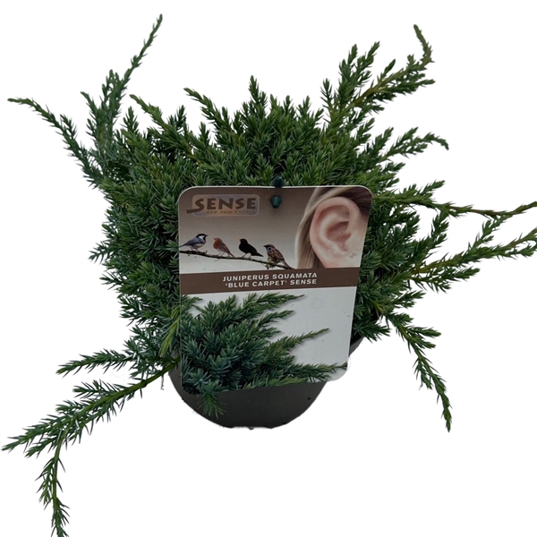 <h4>Juniperus squa. 'Blue Carpet' sense</h4>