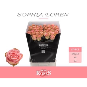 Rosa la sophia loren