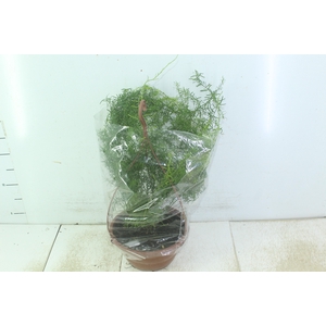 ASPARGO ALFINETE C21