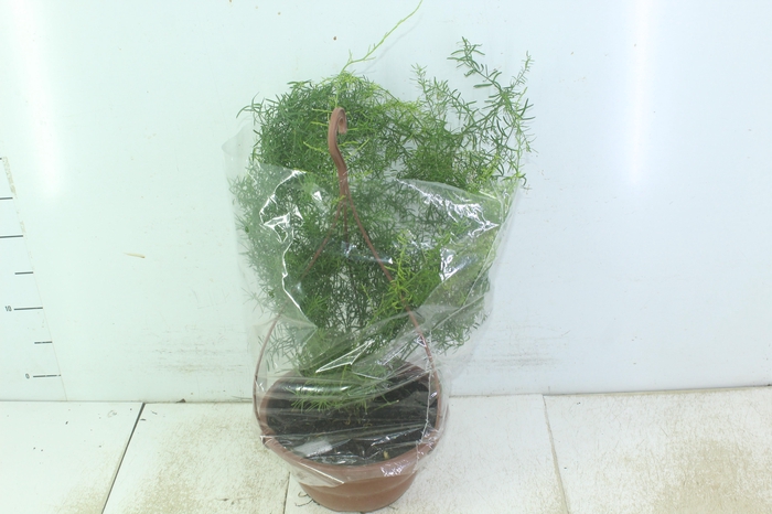 <h4>ASPARGO ALFINETE C21</h4>