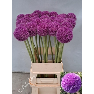 ALLIUM GIGANTEUM