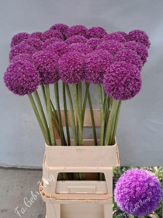 <h4>ALLIUM GIGANTEUM</h4>
