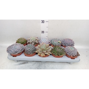 Echeveria   ...mix