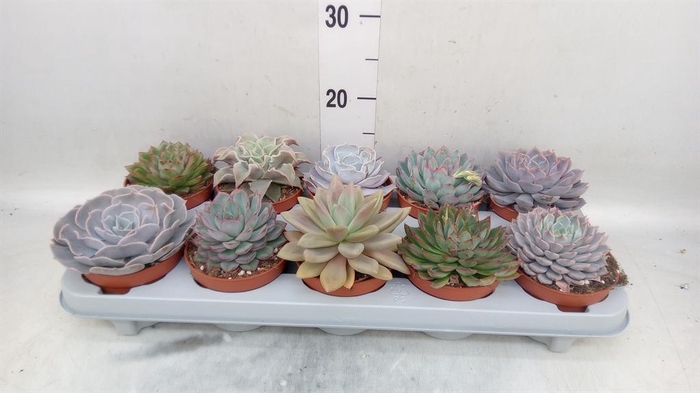 <h4>Echeveria   ...mix</h4>