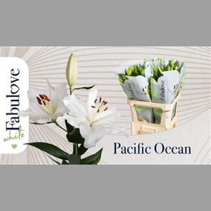 Li Or Pacific Ocean 3+