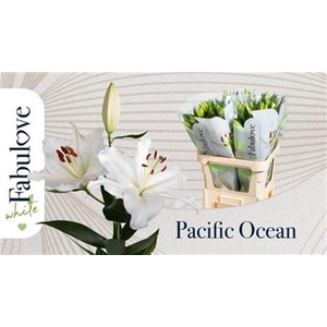 Li Or Pacific Ocean 3+