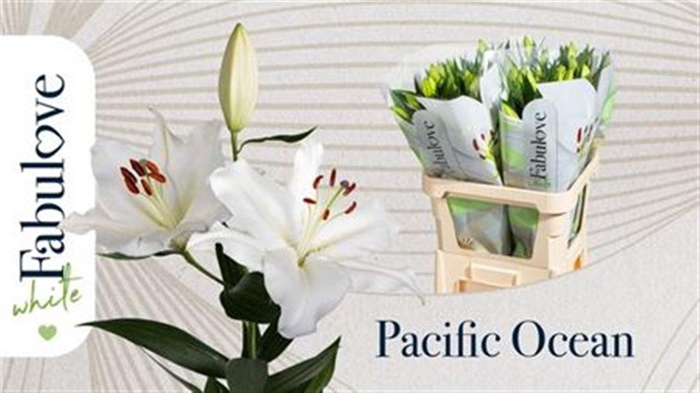 Li Or Pacific Ocean 3+