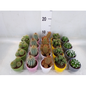 Cactus   ...mix  5