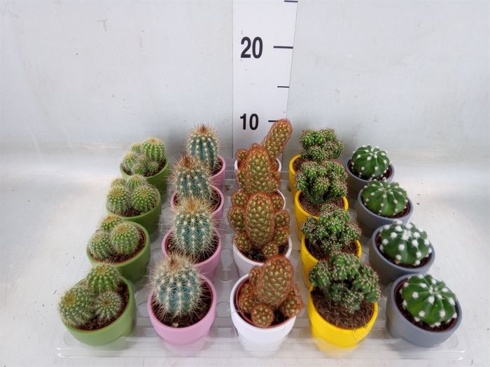 <h4>Cactus   ...mix  5</h4>