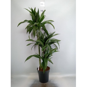 Dracaena fr de 'Ulises'