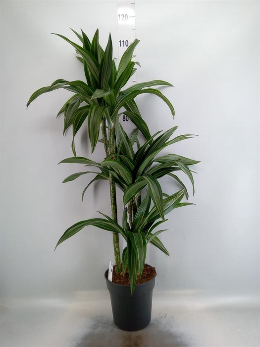 <h4>Dracaena fr de 'Ulises'</h4>