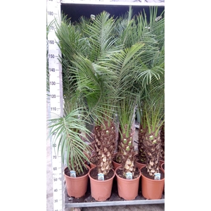 Phoenix roebelenii