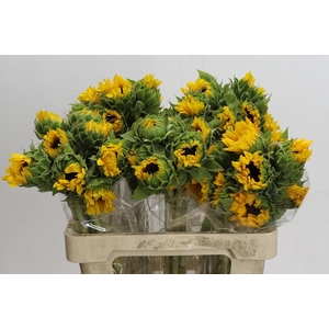 Helianthus Orange Fire