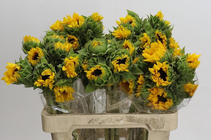 Helianthus Orange Fire