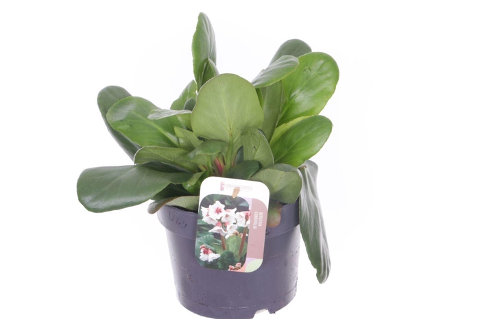 <h4>Bergenia Bressingham White</h4>