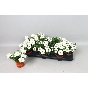 VERBE MA WHITE