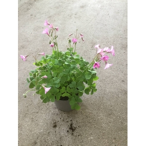 Oxalis Pink Pillow