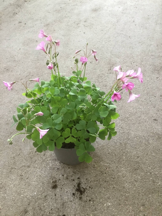 <h4>Oxalis Pink Pillow</h4>
