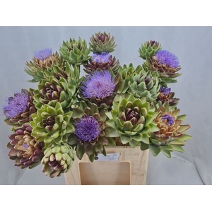 CYNARA SC GREEN GLOB