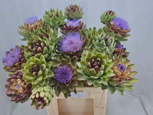 <h4>CYNARA SC GREEN GLOB</h4>