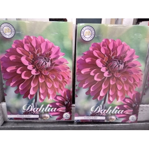 Dahlia   ...flowerbulbs