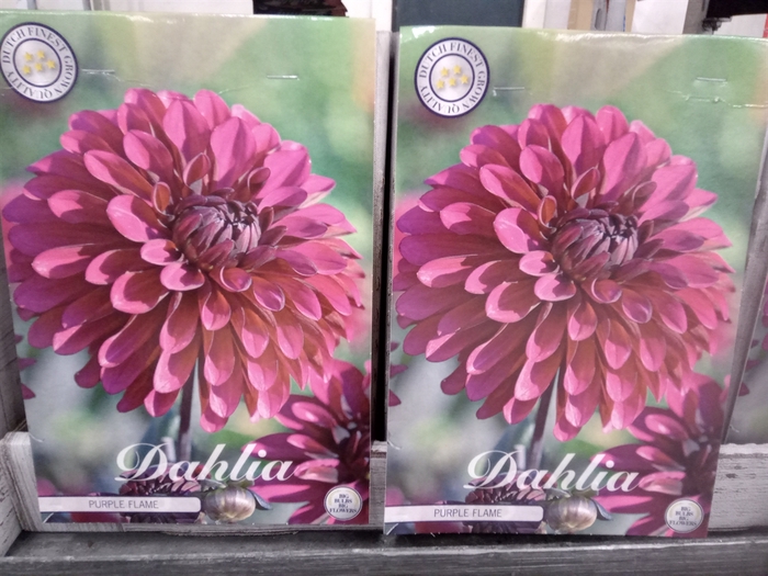 <h4>Dahlia   ...flowerbulbs</h4>