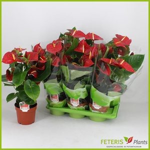 Anthurium Andreanum Edison 17Ø 65cm 6fl