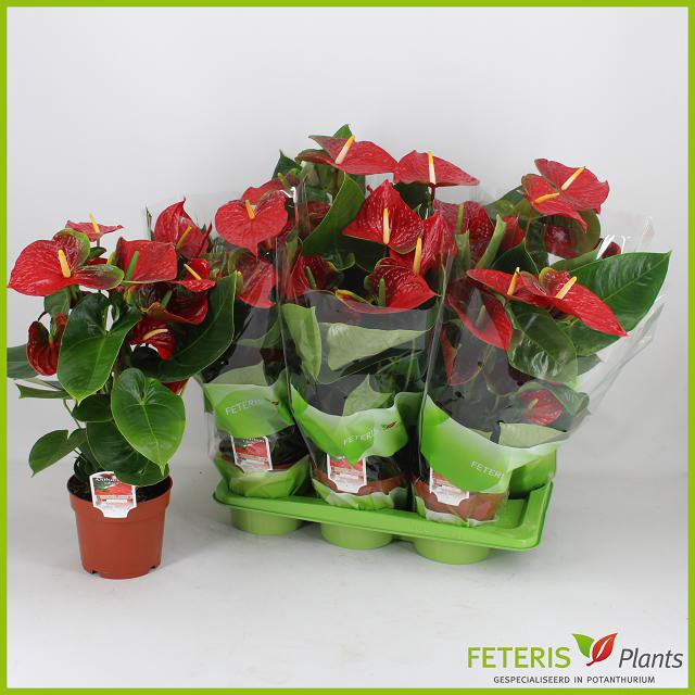 Anthurium Andreanum Edison 17Ø 65cm 6fl