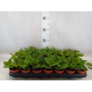 Pilea alumi