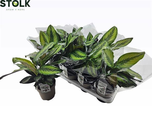 <h4>CALAT BEAUTYSTAR</h4>