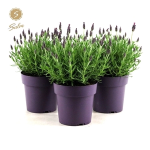 Lavandula st. 'Anouk'® Collection P15