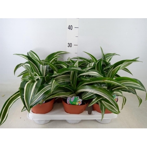 Dracaena frag. 'Jade Jewel'