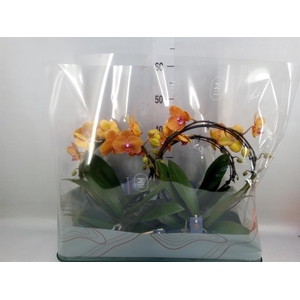 Phalaenopsis   ...salmon