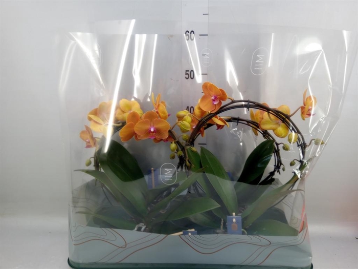 <h4>Phalaenopsis   ...salmon</h4>