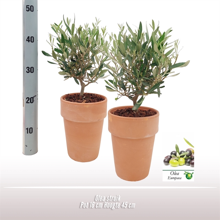 <h4>Olea Europaea Keramiek Terracotta</h4>