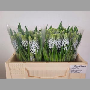 Muscari Manon