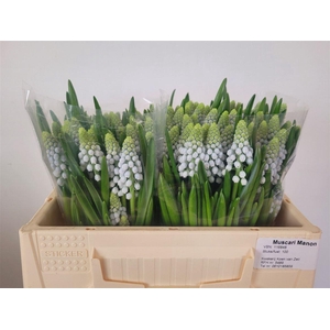 Muscari Manon
